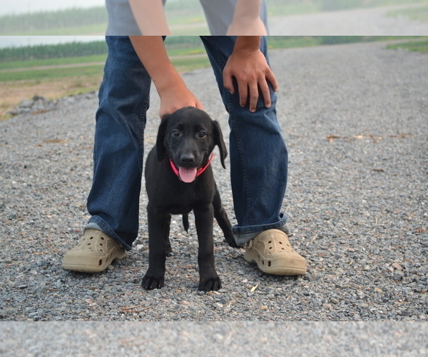 Medium Photo #2 Labrador Retriever Puppy For Sale in GREENWOOD, WI, USA