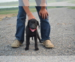 Small #1 Labrador Retriever