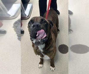 Boxer-Unknown Mix Dogs for adoption in Woodbury, NY, USA