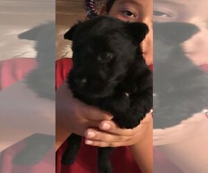 Scottish Terrier Puppy for sale in SHALLOTTE, NC, USA