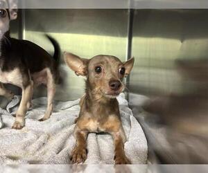 Chihuahua-Unknown Mix Dogs for adoption in Grand Prairie, TX, USA