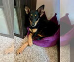 Small #8 German Shepherd Dog Mix