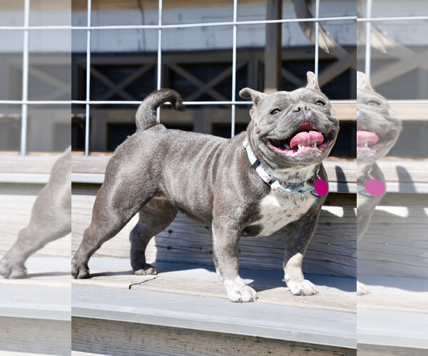 Medium Photo #4 American Bulldog-Unknown Mix Puppy For Sale in Westminster, MA, USA