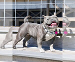 Small #3 American Bulldog Mix