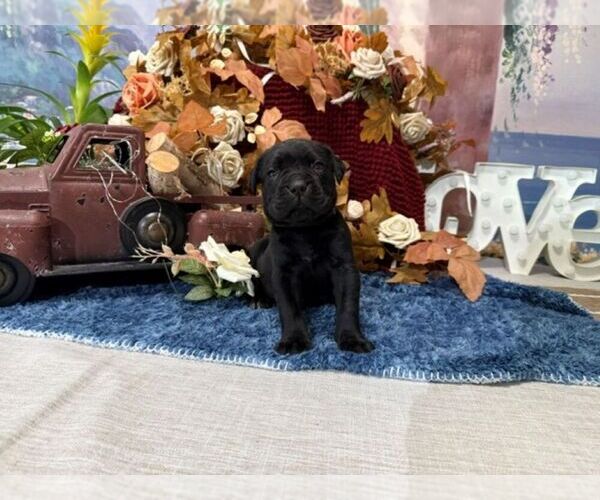 Medium Photo #5 Cane Corso Puppy For Sale in OOLOGAH, OK, USA