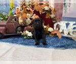 Small #4 Cane Corso