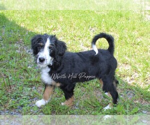 Miniature Bernedoodle Puppy for sale in DENVER, PA, USA