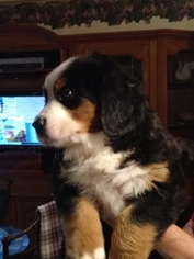 Bernese Mountain Dog Puppy for sale in AUGUSTA, WV, USA