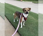 Small #2 Beagle-Chihuahua Mix