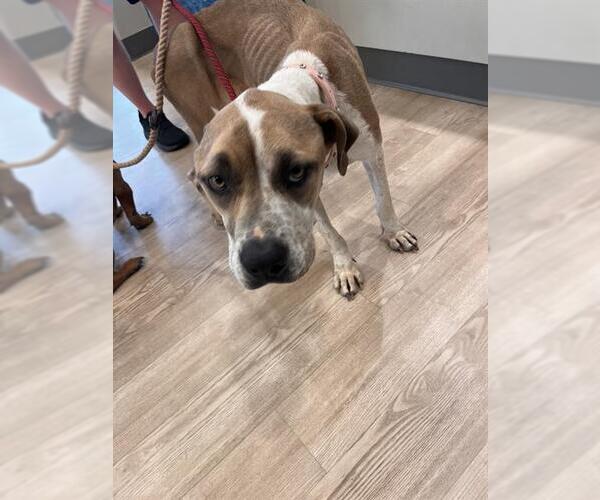 Medium Photo #1 Mutt Puppy For Sale in Pearland, TX, USA