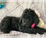 Small #1 Poodle (Standard)