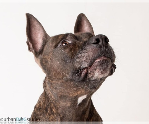 Medium Photo #5 Mutt Puppy For Sale in Tampa, FL, USA