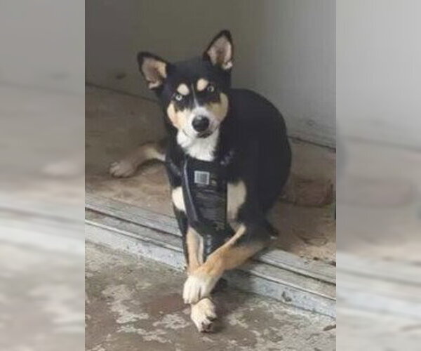 Medium Photo #1 Siberian Husky-Unknown Mix Puppy For Sale in San Antonio, TX, USA