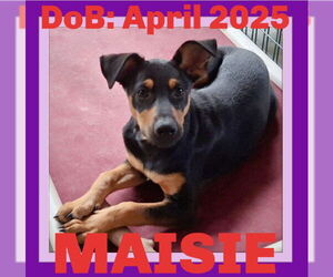 Shepradors Dogs for adoption in Sebec, ME, USA
