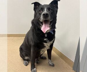 Labrador Retriever-Unknown Mix Dogs for adoption in Aurora, CO, USA