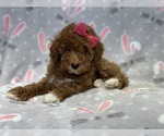 Small Photo #1 Poodle (Toy) Puppy For Sale in LAKELAND, FL, USA