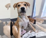 Small #2 Labrador Retriever Mix