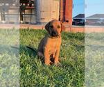 Small German Shepherd Dog-Texas Heeler Mix