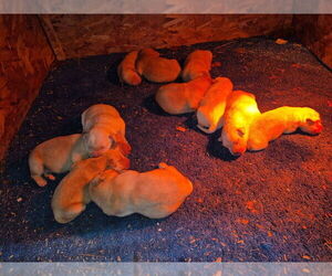 Labrador Retriever Puppy for Sale in GAFFNEY, South Carolina USA