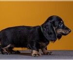 Small Photo #56 Dachshund Puppy For Sale in CROWLEY, TX, USA