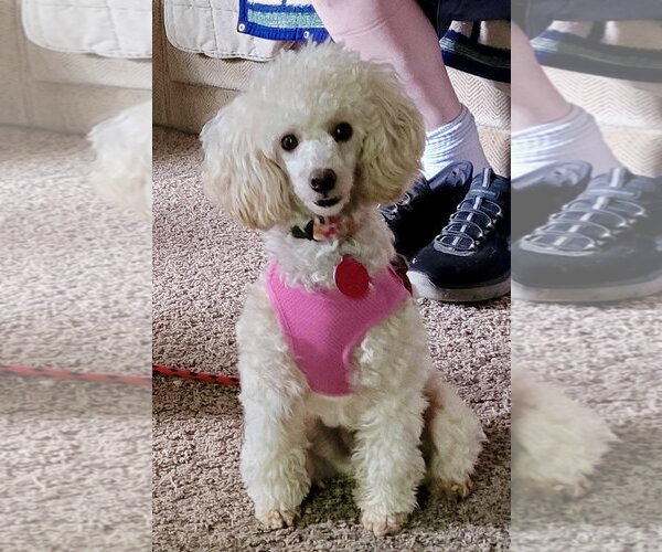 Medium Photo #1 Poodle (Toy) Puppy For Sale in St. Louis Park, MN, USA