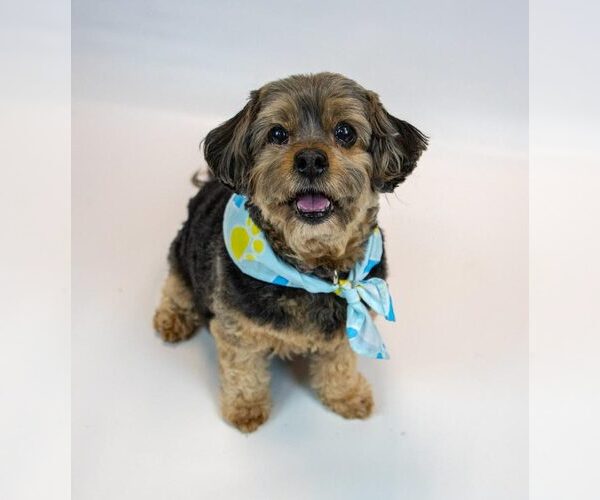 Medium Photo #11 Silky Terrier-Unknown Mix Puppy For Sale in Kennesaw, GA, USA