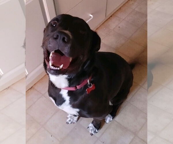 Medium Photo #4 Labrador Retriever-Unknown Mix Puppy For Sale in Oceanside, CA, USA