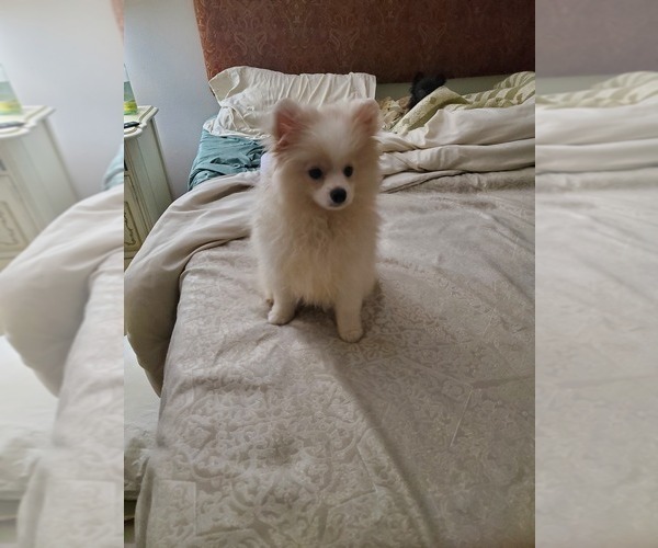 Medium Photo #1 Pomeranian Puppy For Sale in PEMBROKE PNES, FL, USA