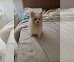 Small Photo #1 Pomeranian Puppy For Sale in PEMBROKE PNES, FL, USA