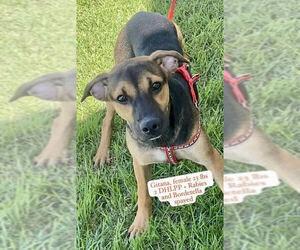 Mutt Dogs for adoption in Jefferson, NJ, USA