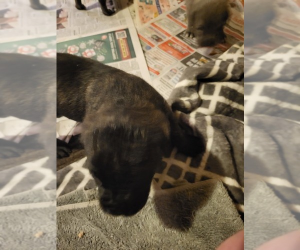 Medium Photo #8 Cane Corso Puppy For Sale in NUNICA, MI, USA