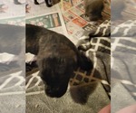 Small #7 Cane Corso