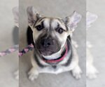 Small #20 Labrador Retriever Mix