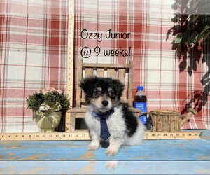 Dachshund Puppy for sale in ACTON, CA, USA