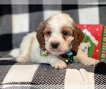 Small Photo #9 Cocker Spaniel-Poodle (Miniature) Mix Puppy For Sale in LAKELAND, FL, USA