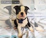 Small #9 Boston Terrier