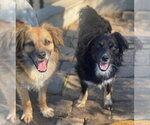 Rocco & Roxie - Male Colonial Cocker Spaniel-Unknown Mix Dog for Adoption - Small photo