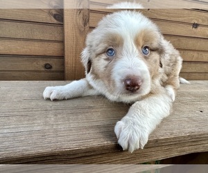 Border Collie Puppy for sale in CONVERSE, TX, USA