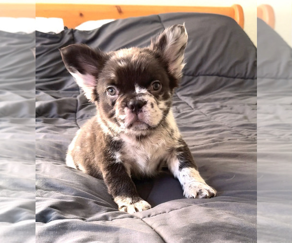 Medium Photo #3 French Bulldog Puppy For Sale in PALMDALE, CA, USA