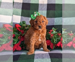 Goldendoodle (Miniature) Puppy for sale in LINCOLN UNIV, PA, USA