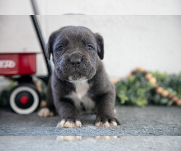 Medium Photo #3 Cane Corso Puppy For Sale in BIRD IN HAND, PA, USA