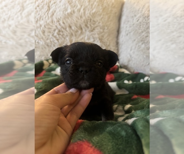 Medium Photo #1 French Bulldog Puppy For Sale in BONNEAU, SC, USA