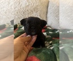 Puppy Puppy 3 French Bulldog