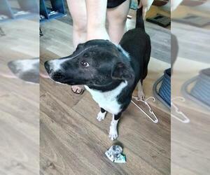 Labrador Retriever-Unknown Mix Dogs for adoption in San Antonio, TX, USA