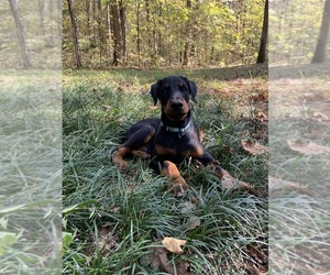 Doberman Pinscher Puppy for Sale in FREDERICKTOWN, Missouri USA