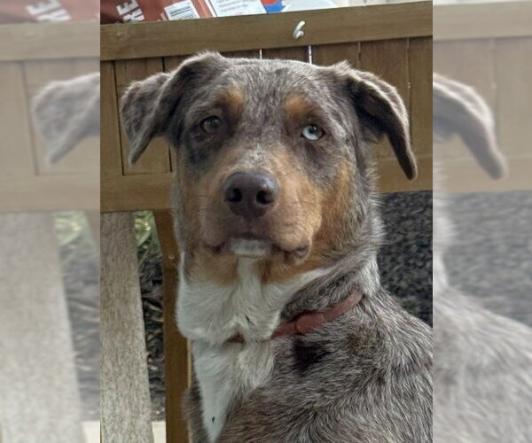 Medium Photo #1 Border-Aussie Puppy For Sale in Lake Forest, CA, USA