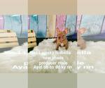 Small Photo #32 French Bulldog Puppy For Sale in CAPE CORAL, FL, USA