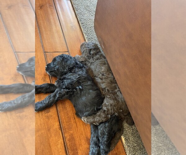 Medium Photo #4 Aussiedoodle-Goldendoodle Mix Puppy For Sale in HUTCHINSON, KS, USA