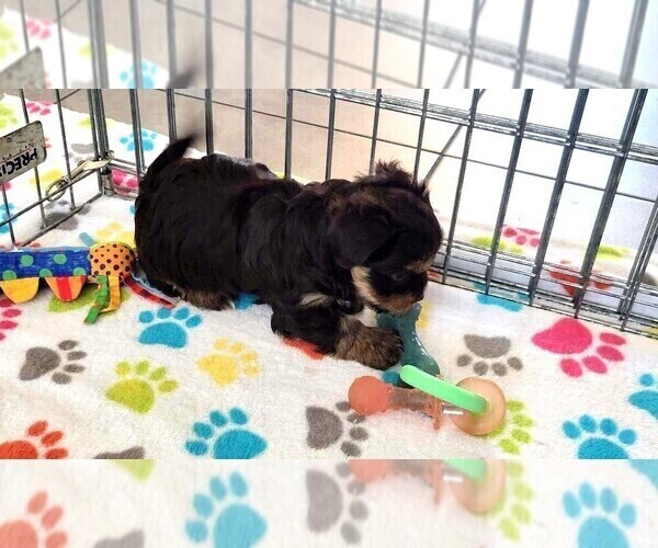 Medium Photo #8 Havashire Puppy For Sale in ORO VALLEY, AZ, USA