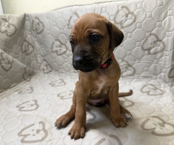 Medium Photo #3 Labrador Retriever-Rhodesian Ridgeback Mix Puppy For Sale in FRESNO, CA, USA